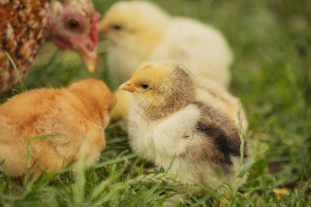 母鸡母亲母鸡和母鸡在草地上散步花园小鸡食物宠物家禽农业养鸡农场哭泣团体背景