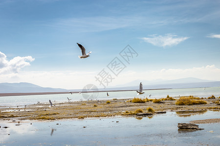 阿塔普南美洲智利阿塔卡马边境附近的玻利维亚高原地貌的火山景观沙漠异国旅游目的地寂寞摄影爬坡鸽子草原风景背景