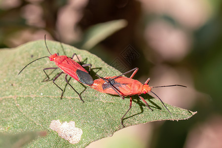 红色棉虫在叶子上自然背景的图像 昆虫 动物 皮洛科里达宏观棉布甲虫耦合红虫摄影花园热带微距野生动物背景图片
