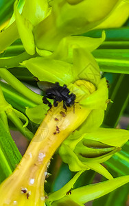 罗小黑素材黄花上的小黑蜂 在墨西哥的旅行热带叶子野生动物昆虫动物漏洞蜜蜂蜂蜜花粉背景