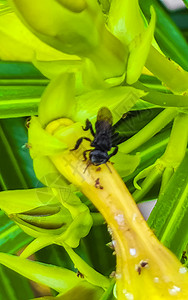 罗小黑素材黄花上的小黑蜂 在墨西哥的蜂蜜植物动物花粉花园宏观叶子漏洞旅行荒野背景
