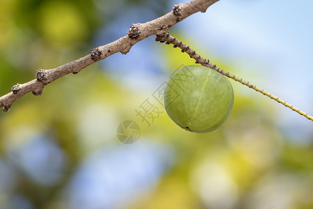 阿夸法巴树上新鲜印度鹅莓的图像 青菜是高维他命含量的果实公式叶子味道反洗钱水果种子浆果花园气候营养背景