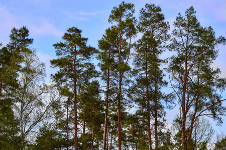 七月旅行季年轻的高大的松树和春树 对准蓝天背景