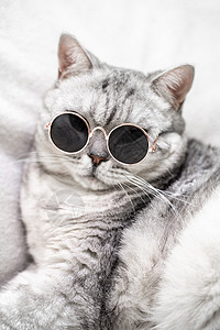 有趣猫戴眼镜戴眼镜的苏格兰直猫 在白色背景上 宠物学习动物小猫智慧猫咪老师配饰宠物猫哺乳动物教育背景