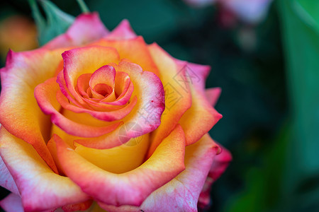 美丽的深圳花的玫瑰花园高清图片