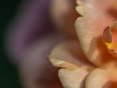 作为自然背景的芳香花瓣 玫瑰花瓣植物群花园植物脆弱性淡紫色宏观紫色墙纸灌木背景图片