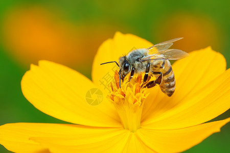 传粉者黄色花朵上的蜜蜂或蜜蜂的图像收集花蜜 花粉上的金蜜蜂 昆虫 动物植物翅膀野生动物漏洞工人花瓣植物群飞行草地花园背景