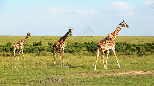 辛吉塔非洲野生生物中美丽的长颈鹿旅行国家冒险奢华移民野生动物公园大草原马拉脖子背景