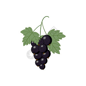 黑葡萄干白色背景的草莓 茶叶 浆果的矢量插图等树叶插画