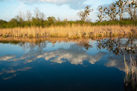 以干 Reeds 池塘中的蓝水中云和树木的反射高清图片