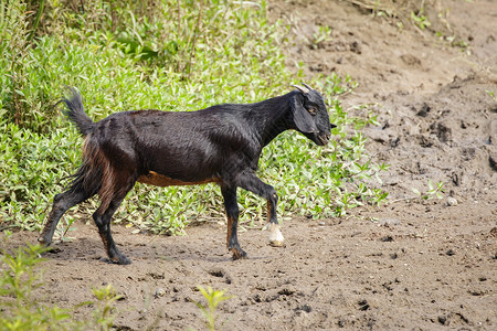 黑山羊可爱的放牧图片素材