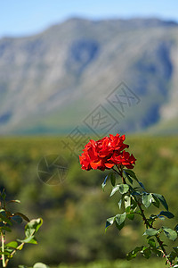 玫瑰城幸玫瑰开花 花园里生长着一朵美丽的红玫瑰的风景背景