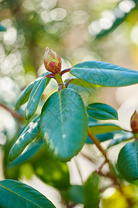 五月花园花植物大自然摄影生活生物体植物学自然界生长空气环境背景图片