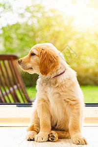 沃斯霍滕可爱的金抓金小狗 阳光明媚的天上可爱的小狗动物毯子金发白色宠物友谊背景
