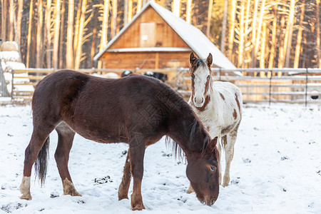 两匹马在冬天的农场上 双马在棚子上 两匹棕色和白马马术自由森林宠物小马主题荒野家畜牧场团体背景