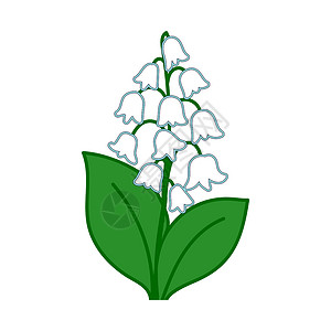 mayMay Lily 五月丽百合植物绿色树叶手绘花朵卡通片插图白色植物学插画