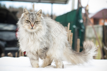 冷冻车猫是美丽的 毛毛的 灰色的 在冬天走在户外房子街道散步季节宠物猫咪哺乳动物荒野头发眼睛背景