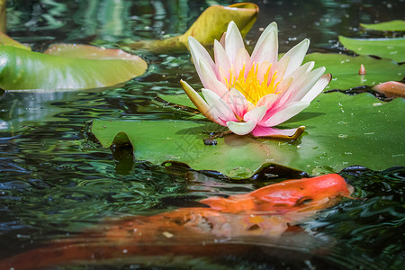 鲤鱼荷花素材Lily Flower开花和在法国Taurny水池上的橘子鱼院子锦鲤摄影水面鲤鱼萼片金鱼橙子叶子积水背景