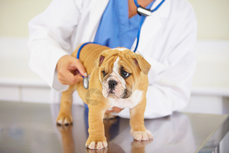 健康可爱的包袱 一个兽医听着一个有趣的斗牛犬小狗的心跳背景图片