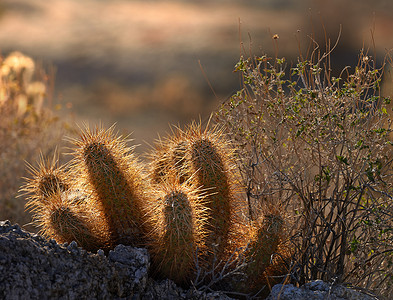 沙漠日落 美国南加利福尼亚州荒漠州公园的日落高清图片