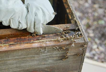 养蜂人的手 蜂蜜生产和蜂巢农业蜂场的蜜蜂业务 使用用于养蜂和蜂蜡的木箱进行工作 农民和生态友好型可持续收获背景图片