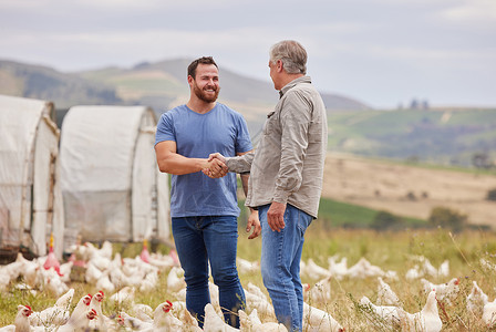 很鸡冻很高兴在您的农场做生意 两个男人在家禽养殖场一起工作时握手背景