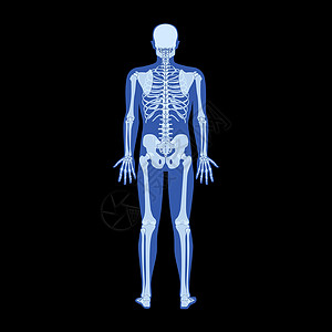 人体学射线骨骼人体-手 腿 胸部 头部 椎骨 骨盆 骨骼成人伦琴后视图 3D插画