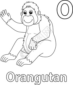 本迪戈Orangutan 字母 ABC 孤立颜色页面 O插画