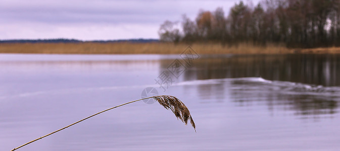 寒冷的一天和秋末的第一块冰阳光公园沼泽环境池塘旅行芦苇支撑场景反射背景图片