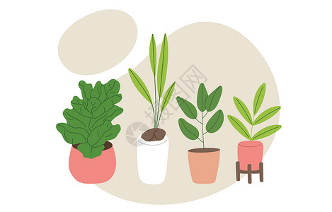 秋海棠一套带有家居装饰用叶子的家庭植物 绿色装饰 平面矢量图解插画