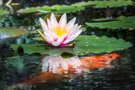 荷花金鱼Lily Flower开花和在法国Taurny水池上的橘子鱼橙子花头沼泽金鱼水面萼片淡水宠物反射花瓣背景