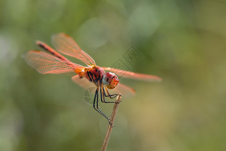 红色小怪物便签飞龙在树枝上生物蜻蜓动物动物学红色花园脆弱性绿色枝条荒野背景