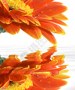 带反光镜的雪贝拉菊花背景图片