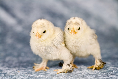扶养鸡农场动物扶养高清图片