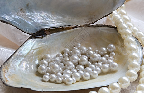 牡蛎和珍珠背景图片
