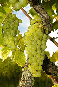 白葡萄浆果农场水果培育酒精植物复仇生产葡萄葡萄园高清图片