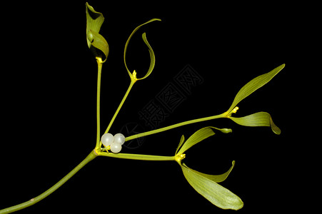 特写叶子寄生寄生虫绿色植物愿望绿色植物白色黑色树叶高清图片