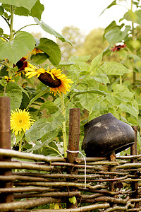 栅栏 向日葵和锅背景图片