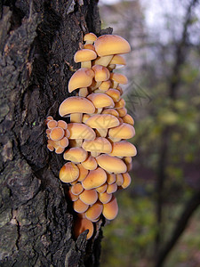 牙刷树木森林电影绿色宏观蔬菜生物植物物质植物学高清图片