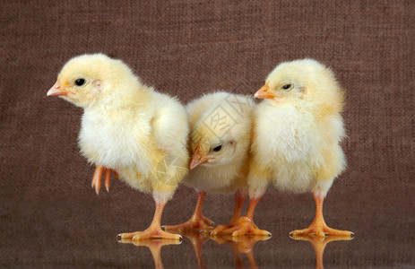 鸡家禽文化生活动物黄色背景图片