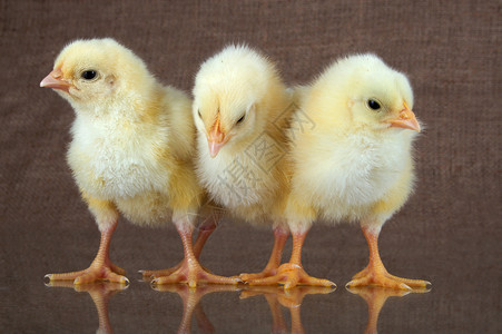 鸡文化家禽生活动物黄色背景图片