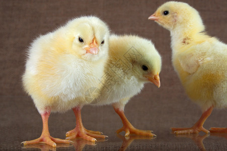 鸡文化家禽动物黄色生活背景图片