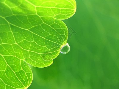 绿叶上滴水蔬菜宏观环境缩影植物生活滑音荒野森林雨滴高清图片