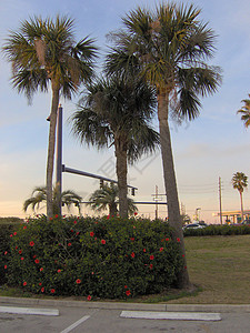 3棵高棕榈树背景图片