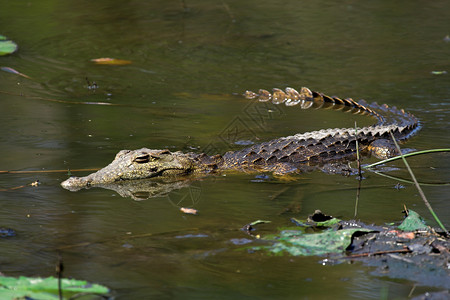 少年鳄鱼爬行动物河粗鳞高清图片