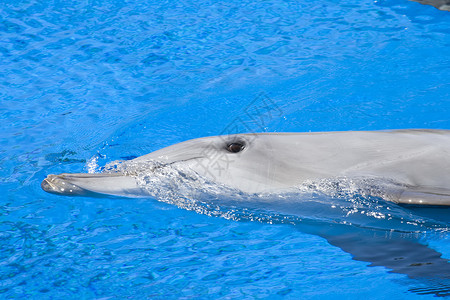 多尔芬生物海浪波纹水族馆涟漪眼睛动物水池灰色元宝高清图片