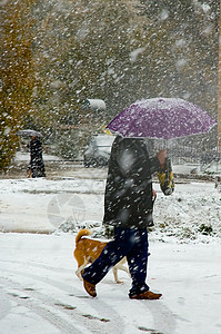 第一雪紫色一只狗痕迹男士雪花天气红色旁观者多云雨雪背景图片