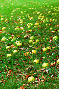 病人躺在病床死亡落苹果收成收获黄色果园腐烂地面说谎绿色金子横财背景