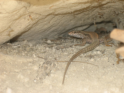 蜥蜴白色石头灰色洞穴背景图片