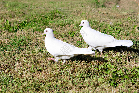 草地上两只白鸽子背景图片
